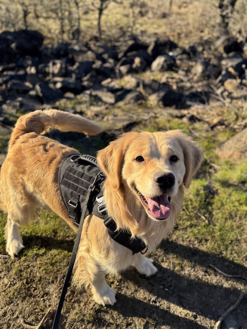 Golden retriever wearing the black TUSSOCK no-pull harness on a lead, on rocky tussock ground